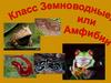 Земноводные, или амфибии