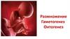 Размножение. Гаметогенез. Онтогенез