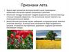 Жизнь природы летом