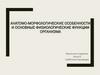 Анатомо-морфологические особенности и основные физиологические функции организма
