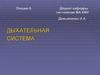 Дыхательная система