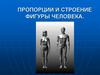 Пропорции и строение фигуры человека