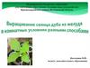 Выращивание сеянца дуба из желудя разными способами в комнатных условиях