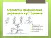 Обрезка и формировка деревьев и кустарников