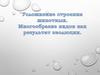 Усложнение строения животных. Многообразие видов, как результат эволюции