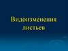 Видоизменения листьев