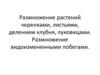 Размножение растений черенками, листьями, делением клубня