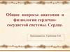Общие вопросы анатомии и физиологии сердечно-сосудистой системы. Сердце