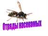 Отряды насекомых