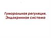 Гуморальная регуляция. Эндокринная система