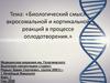 Биологический смысл акросомальной и кортикальной реакций в процессе оплодотворения