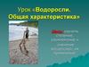 Водоросли. Общая характеристика