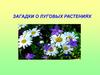 Загадки о луговых растениях