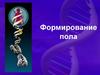 Формирование пола
