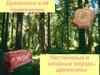 Древесина и её применение