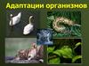 Адаптации организмов