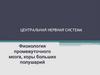 Физиология промежуточного мозга, коры больших полушарий