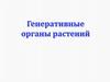 Генеративные органы