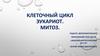 Клеточный цикл эукариот. Митоз