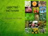 Царство растения. Низшие растения