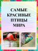Самые красивые птицы мира
