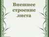 Внешнее строение листа