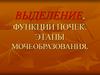 Выделение. Функции почек. Этапы мочеобразования