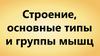 Строение, основные типы и группы мышц