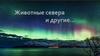Животные севера и другие…