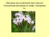 Желанна для ослабления оков стресса. Электронная викторина по мифу о валериане