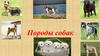 Породы собак