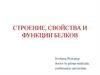 Строение, свойства и функции белков