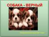 Собака - верный друг  (7 класс)