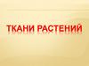 Ткани растений