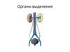 Органы выделения у человека