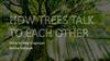 How trees talk to each other