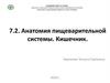Анатомия пищеварительной системы. Кишечник