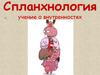 Спланхнология - учение о внутренностях. Пищеварительная система человека