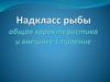 Надкласс Рыбы. Общая характеристика и внешнее строение