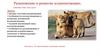 Размножение и развитие млекопитающих