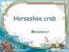 Horseshoe crab. Мечехвост