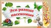 Эти разные насекомые