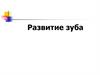 Развитие зуба