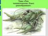 Тип членистоногие. Класс ракообразные