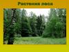 Растения леса