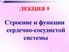 Строение и функции сердечно-сосудистой системы. Лекция 9