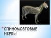 Спинномозговые нервы
