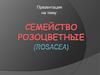 Семейство Розоцветные (Rosacea)