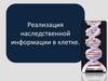 Реализация наследственной информации в клетке