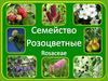 Семейство Розоцветные